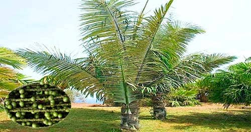 cây Báng Arenga pinnata