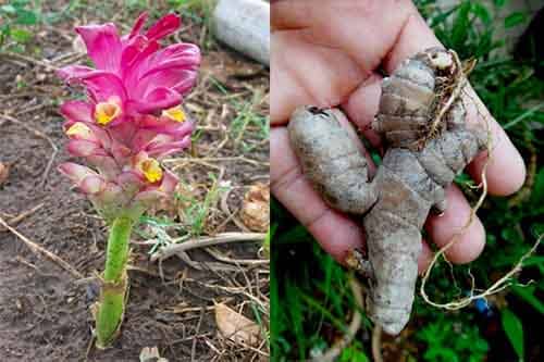 nghệ đen Curcuma aeruginosa