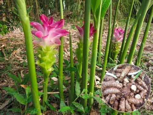 Nghệ trắng: Curcuma aromatica