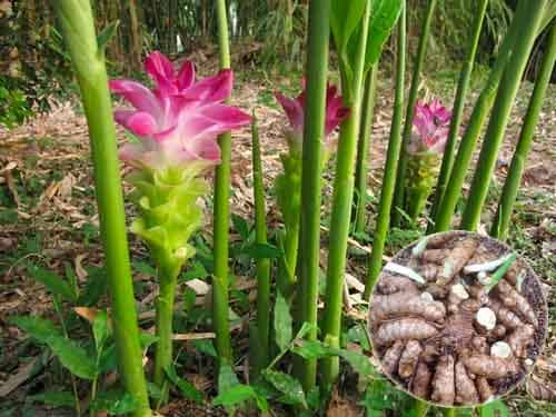 Nghệ trắng: Curcuma aromatica