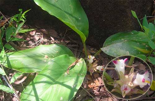 Nghệ Pierre Curcuma pierreana