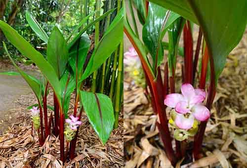 Nghệ ruben Curcuma rubescens