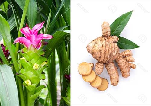 Nghệ Cary Curcuma xanthorhiza