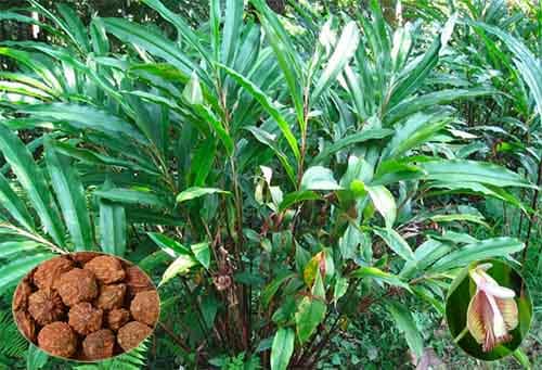 Ích trí nhân Alpinia oxyphylla