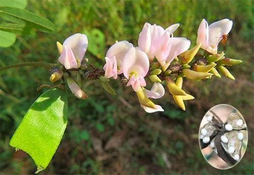 Kê cốt thảo Abrus pulchellus subsp. mollis