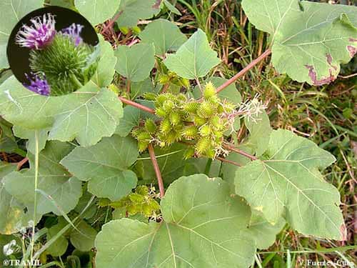 Ké đầu ngựa Xanthium strumarium