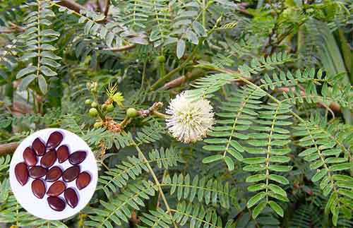 Keo giậu Leucaena leucocephala