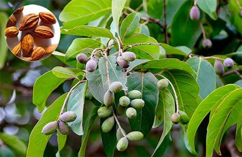 Kha tử Terminalia chebula