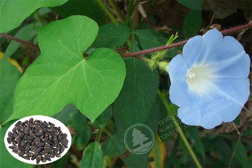 Khiên ngưu tử Ipomoea nil 