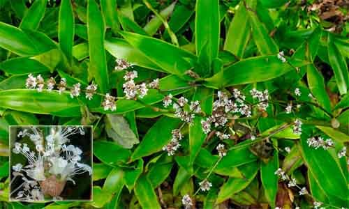 Lược vàng Callisia fragrans