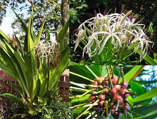 Náng hoa trắng Crinum asiaticum