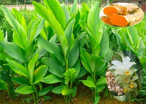 Nghệ vàng Nghệ vàng Curcuma longa