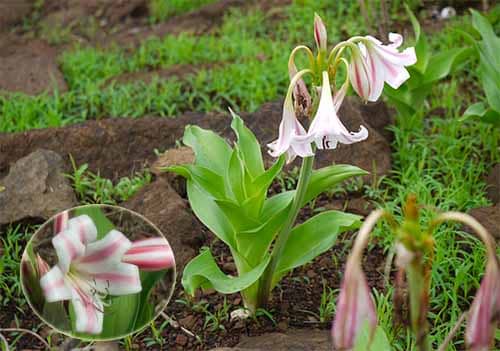 Trinh nữ hoàng cung Crinum latifolium