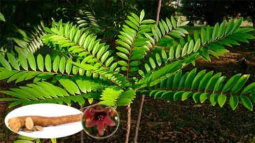 Cây Bá bệnh Eurycoma longifolia 