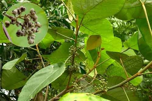 Ba soi Macaranga denticulata