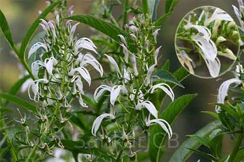 Cây bã thuốc Lobelia nicotianifolia