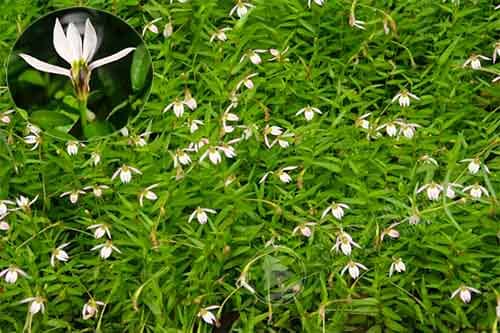 Bán biên liên Lobelia chinensis