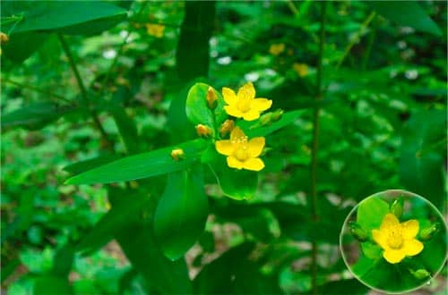 Ban lá dính Hypericum sampsonii