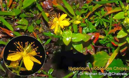 Ban nêpan-Hypericum elodeoides