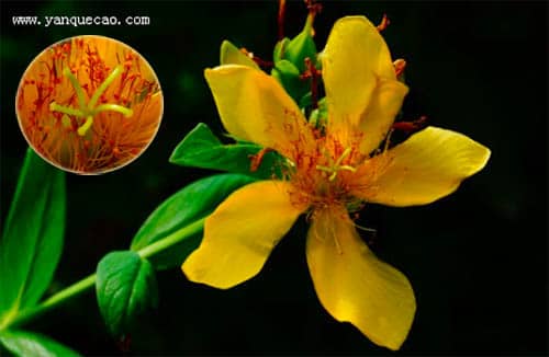 Ban rỗ Hypericum ascyron