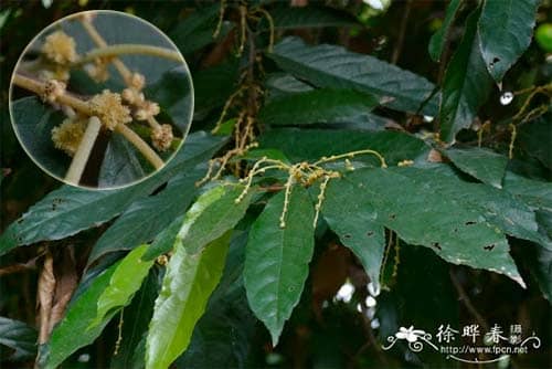 Bàn tay ma Heliciopsis lobata