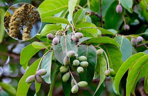 Bàng hôi Terminalia bellirica 