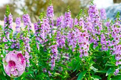 Bâng khuâng Angelonia goyazensis Cây Ngọc hân