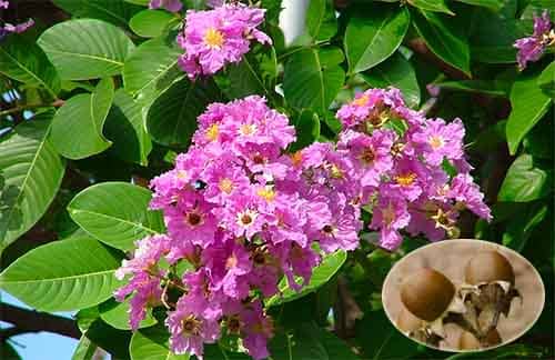 Bằng lăng nước Lagerstroemia speciosa