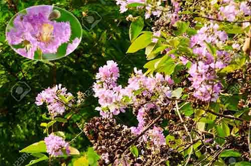 Bằng lăng ổi Lagerstroemia calyculata