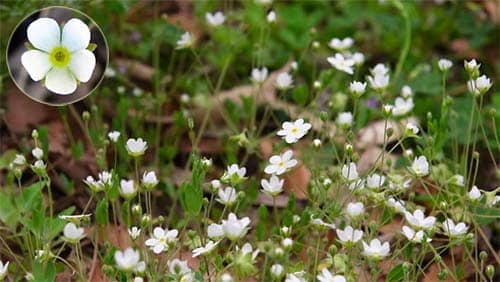 Báo xuân hoa Androsace umbellata