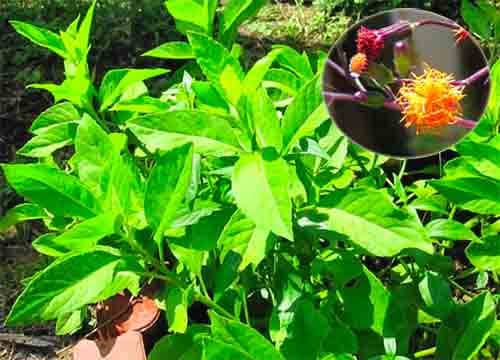 Bầu đất Gynura procumbens