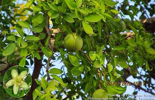 Bầu nâu Aegle marmelos