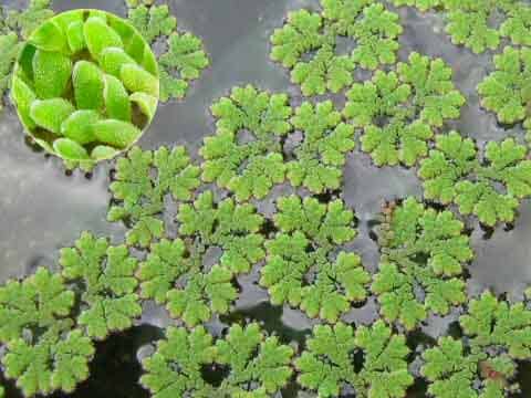 bèo hoa dâu Azolla imbricata