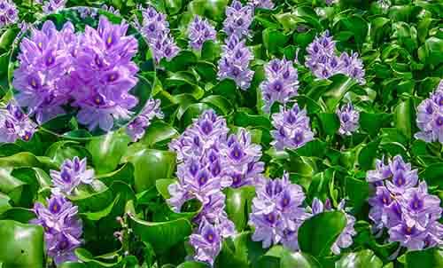 bèo lục bình Eichhornia crassipes