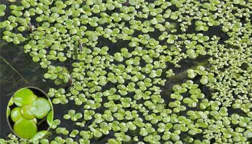 bèo tấm Spirodela polyrrhiza