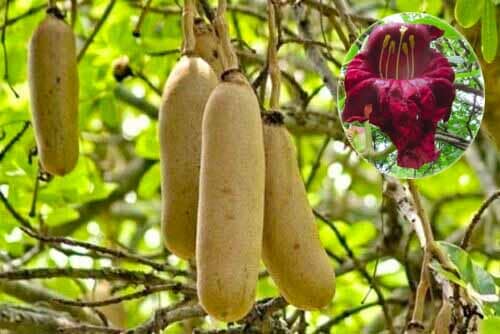 Bí đặc Kigelia africana
