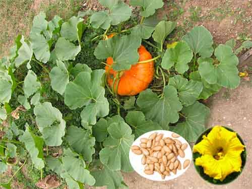 Bí đỏ Cucurbita maxima