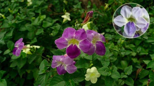 Biến hoá sông hằng Asystasia gangetica 