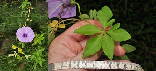 Bìm bìm cảnh có tên khoa học là Ipomoea cairica (L.) Sweet