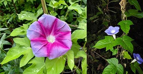 Bìm bìm lam có tên khoa học: Ipomoea nil (L.) Roth.