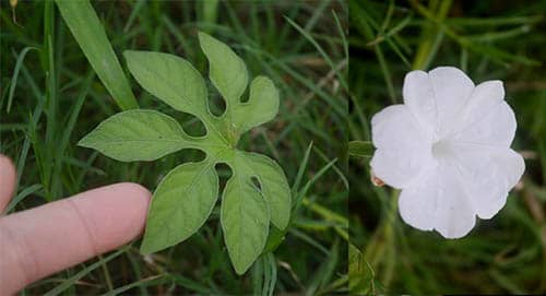 Bìm chân cọp có tên khoa học: Ipomoea pes-tigridis L.