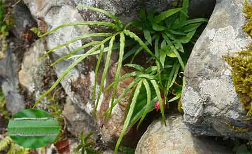 Cỏ seo gà Pteris multifida