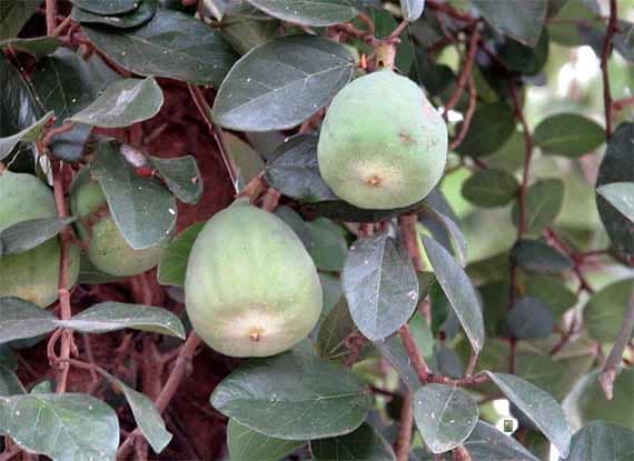 Trâu cổ Ficus pumila 
