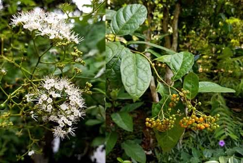 Xạ đen Ehretia asperula