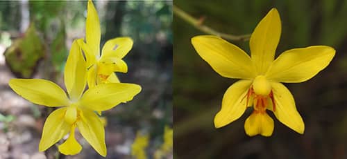 Chu đỉnh vàng Chu đỉnh vàng