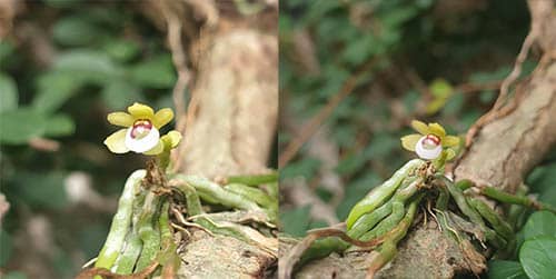 Đại diệp tuyến có tên khoa học Taeniophyllum glandulosum Blume