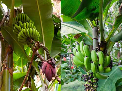 Chuối rừng Musa acuminata