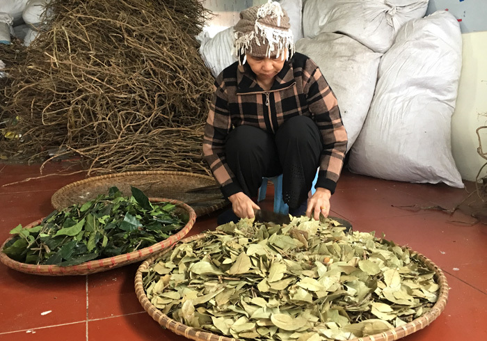 Lương y Thanh đang bào chế thuốc